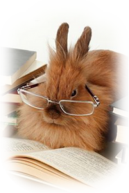 Livre d or lapin